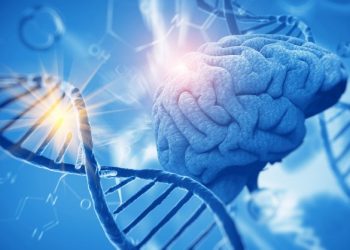 What Is The Difference Between Artificial Neural Networks And Biological Brains