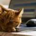 Quantum Cryptography Vs. Quantum Hacking: A Cat and Mouse Game