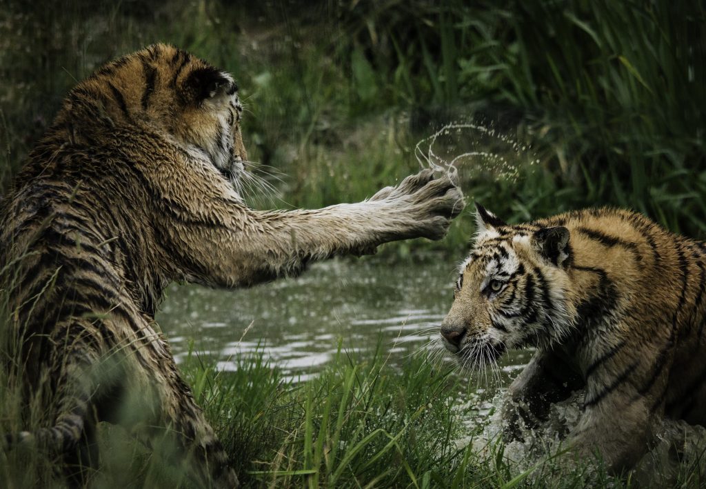 Are You Still Using Pandas to Process Big Data in 2021?