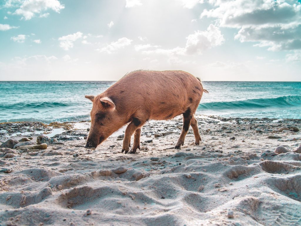Flatland To HOG Heaven